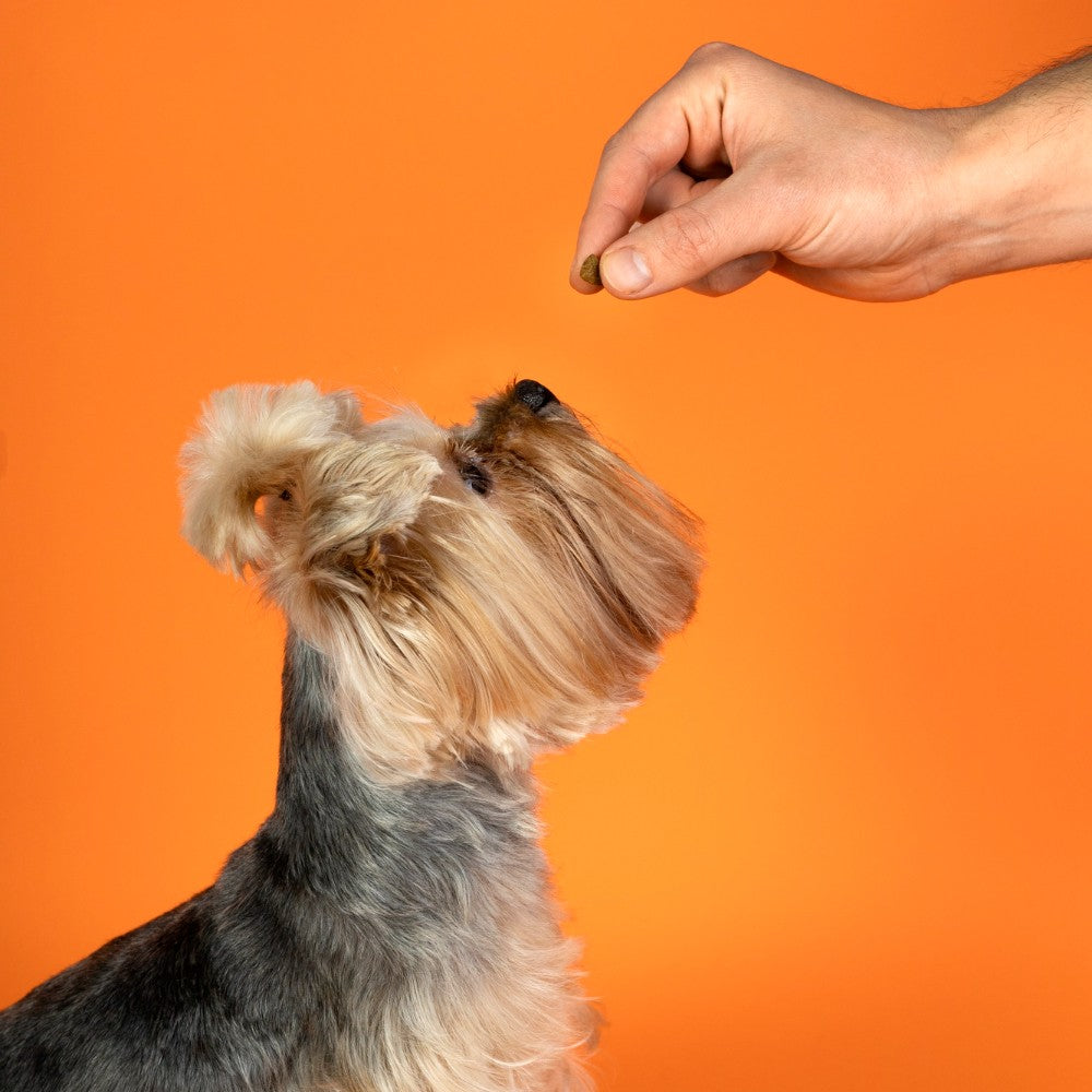 Desparasitantes para perro